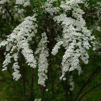 Спирея Тунберга - Спирея - GardenPlants