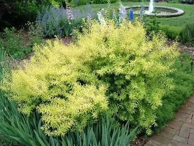 Спирея Аргута (Spiraea arguta) купить для ландшафтного дизайна в Москве