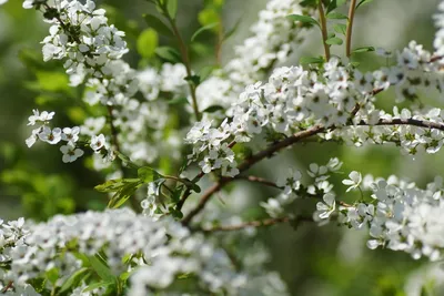 Спирея березолистная (Spiraea betulifolia `Tor`) - Изгороди - По областям  применения - Каталог - LESKOVO-PITOMNIK.ru