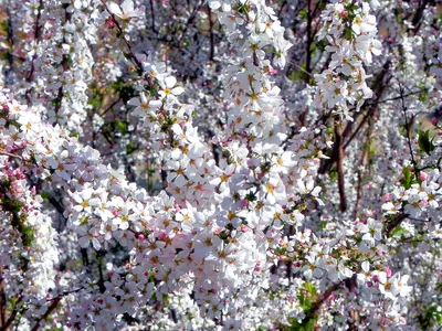 Спирея серая Тунберга (Spiraea Thunbergii) | САДПРОЕКТ