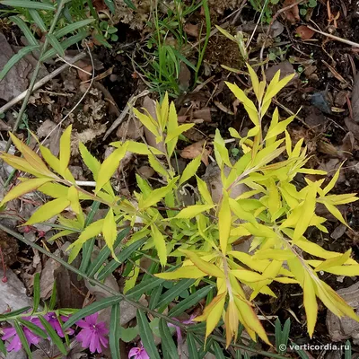 Спирея Аргута - Спирея - GardenPlants