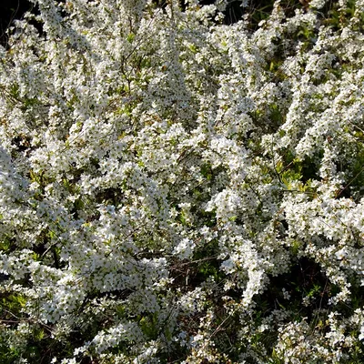 Вертикордия — Спирея тунберга \"Ogon\" (Spiraea thunbergii)