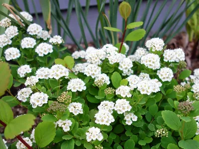 Спирея Вангутта - Спирея - GardenPlants