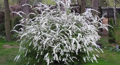 Спирея Тунберга 'Mellow Yellow', купить, Spiraea thunbergii 'Mellow  Yellow', Кустарники лиственные в контейнерах Купить растения в  Ростове-на-Дону, Интернет-магазин, питомник растений, хвойные и лиственные,  уличные, плодовые и декоративные деревья и ...