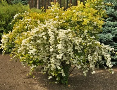 Спирея японская Файерлайт Spiraea japonica Firelight | Питомник Тайга