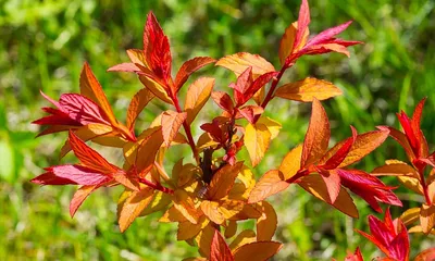 Спирея японская Golden Jack - Спирея - GardenPlants