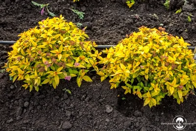 Спирея японская Golden Carpet (Spiraea japonica)