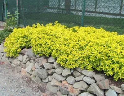 Купить Спирея японская \"Голдфлэйм\" (Spiraea japonica 'Goldflame') от 199  руб. в интернет-магазине Архиленд с доставкой почтой по Москве и в регионы