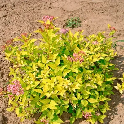 Спирея японская Golden Carpet (Spiraea japonica)