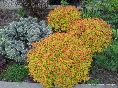 Спирея японская Голдмунд Spiraea japonica Goldmound