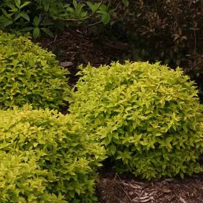 Спирея японская (Spiraea japonica `Sundrop`) - Спирея японская - Спирея -  Декоративные кустарники - По виду - Каталог - LESKOVO-PITOMNIK.ru