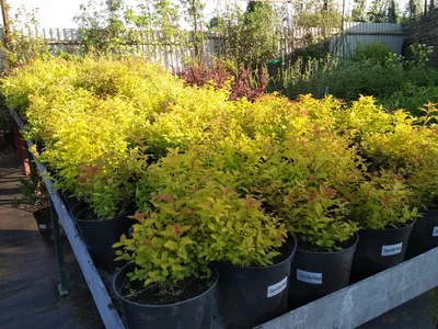 Купить Спирея японская \"Вайт Голд\" (Spiraea japonica 'Whait Gold') от 199  руб. в интернет-магазине Архиленд с доставкой почтой по Москве и в регионы