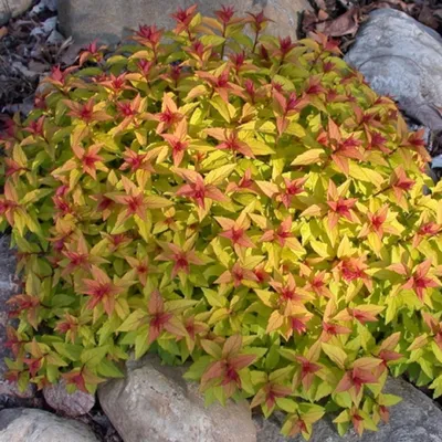 Спирея японская Голден Принцесс Spiraea japonica Golden Princess