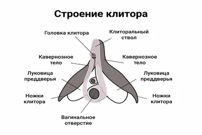 Техника мастурбации реферат по медицине | Сочинения Медицина | Docsity