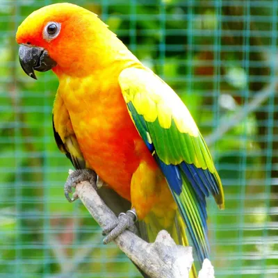 Я хочу птичку!\" Средние попугаи, часть 2. | Пикабу