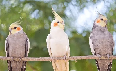 Happy Jungle корм для средних попугаев при линьке - 500 г - купить в Москве  | КотМатрос