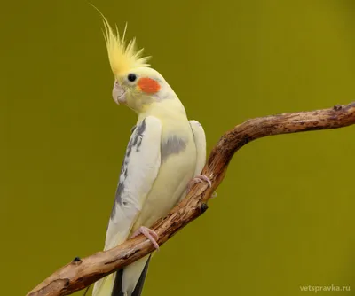 Кольчатый Александрийский попугай купить в Москве по доступным ценам из  питомника. Интернет зоомагазин Malinki ZooStore.