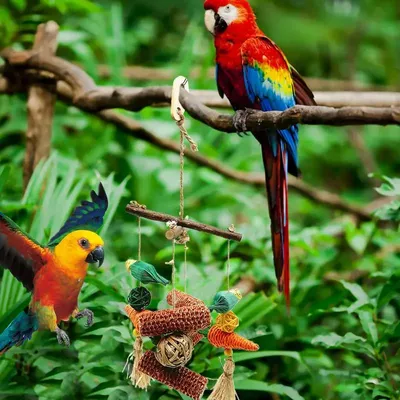 Происхождение и среда обитания средних попугаев