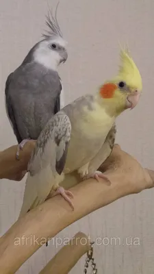 Какарики - прыгающие попугаи | Птица дома | Дзен