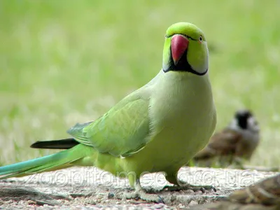 Самый говорящий попугай из средних попугаев монах калита: 3 499 грн. -  Птицы Киев на Olx