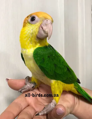 Попугай ВС Или ВС Conure Является Средним Яркие Попугаи Родом Из  Северо-восточной Южной Америке. Фотография, картинки, изображения и  сток-фотография без роялти. Image 24103862