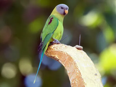 Я хочу птичку!\" Средние попугаи, часть 2. | Пикабу