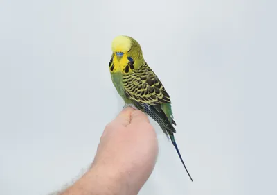 Рацион питания мелких и средних попугаев - Докторвет