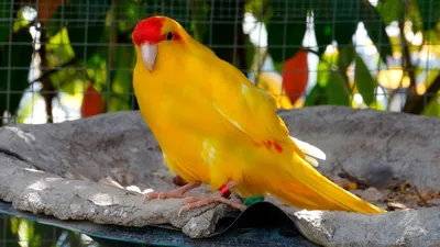 Виды попугаев с фото | Домашний попугай