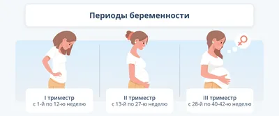 Стадии Развития Плода — стоковая векторная графика и другие изображения на  тему Развитие - Развитие, Беременная, Плод - iStock