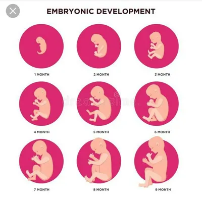 Этапы развития плода | Развитие плода, Векторная графика, Графика