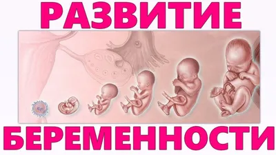 Этапы развития эмбриона человека Векторное изображение ©AlexanderPokusay  104687358