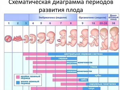 Развитие плода человека. Беременность. Иллюстрация, показывающая стадии  эмбрионального развития человека. Внутри утробы Векторное изображение  ©Designer_things 559252260