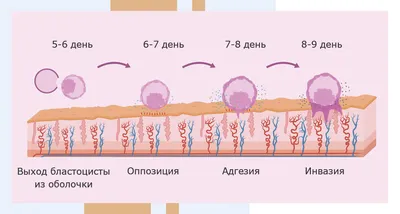 Способ стимуляции ускорения роста и развития организма плода во  внутриутробный период с помощью болюсов у коров. Патент № RU 2724424 МПК  A01K67/02 | Биржа патентов - Московский инновационный кластер