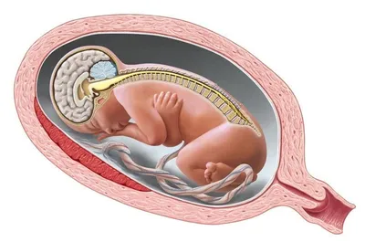 Как начинается жизнь? Размер плода по месяцам беременности | Акушерство.ру  | Дзен