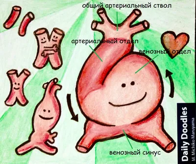 Процесс формирования нервной трубки и пороки развития