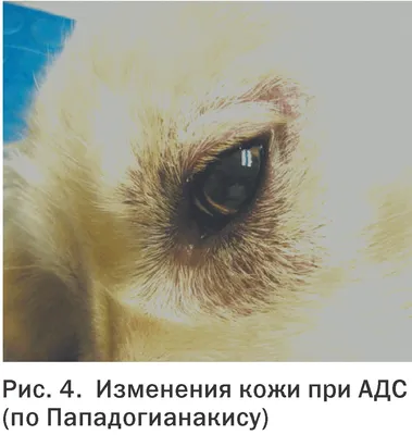 Стафилококкоз у собаки (60 фото) - картинки sobakovod.club