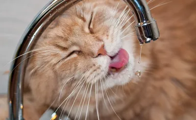 Развенчиваем мифы об атопическом дерматите кошек | ВКонтакте