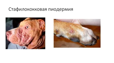 Пиодермия у собак: симптомы, лечение, виды, фото | PetGuru