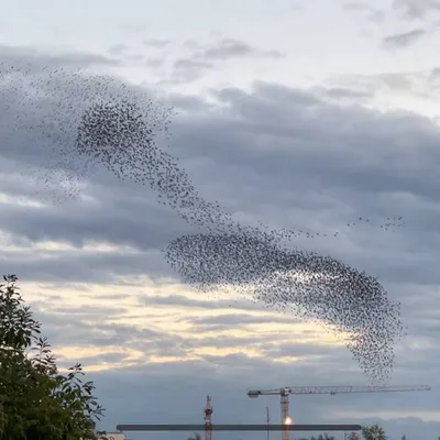 Стая птиц устроила танец в небе над Тюменью. ВИДЕО — URA.RU