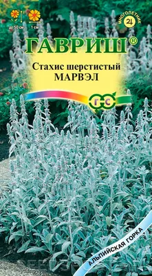 Чистец шерстистый (стахис) (Stachys Lanata) Р9 — Питомник Летний сад