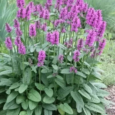 Чистец шерстистый, или Стахис византийский (Stachys bisanti) - овечьи ушки