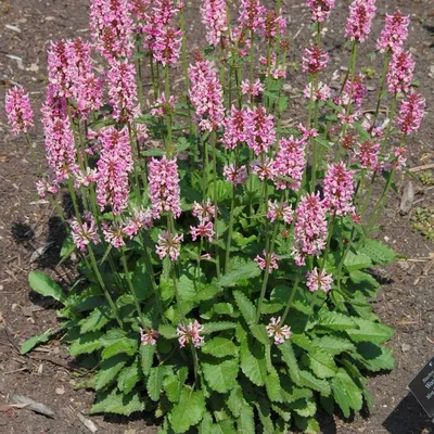 Стахис шерстистый Заячьи ушки Чистец Stachys lanata - купить многолетники с  доставкой по Украине в магазине Добродар