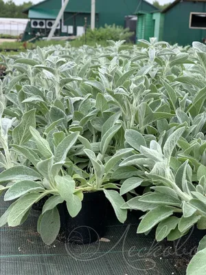 Стахис лекарственный Пинки (Stachys officinalis Pinky) купить в Москве по  низкой цене из питомника, доставка почтой по всей России | Интернет-магазин  Подворье