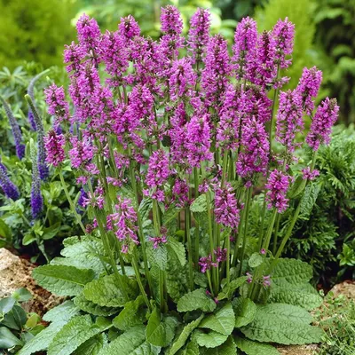 Стахис шерстистый (Stachys Lanata)