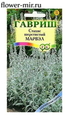 Стахис Пинки 1 шт. – купить в питомнике Дирижер Сада