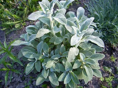 Стахис овощной, stachys affinis, чистец родственный, стахис зибольда,  китайский артишок, комплект из 30 шт. | Favseeds.ru интернет-магазин редких  растений