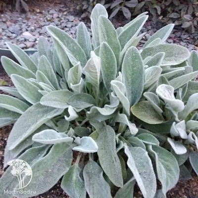 Чистец шерстистый, или Стахис византийский (Stachys bisanti) - овечьи ушки