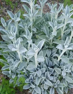 Стахис шерстистый Заячьи ушки Чистец Stachys lanata - купить многолетники с  доставкой по Украине в магазине Добродар