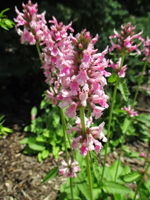 Чистец или Стахис (Stachys Lanata)