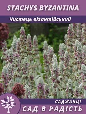 Стахис овощной, stachys affinis, чистец родственный, стахис зибольда,  китайский артишок, комплект из 30 шт. | Favseeds.ru интернет-магазин редких  растений